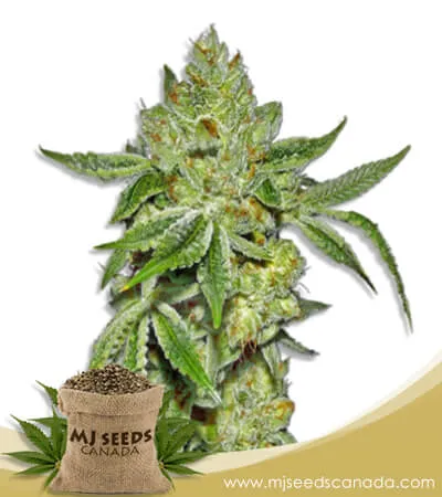 Lemon Diesel Strain Feminized Marijuana Seeds