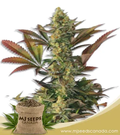 Lemon Garlic Strain Feminized Marijuana Seeds Lemon Garlic Strain Feminized Marijuana Seeds