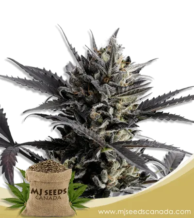 Lemon Haze Autoflowering Marijuana Seeds Lemon Haze Autoflowering Marijuana Seeds