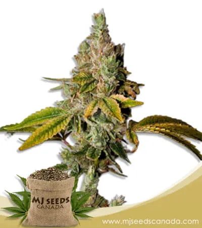 Lemon OG Strain Feminized Marijuana Seeds Lemon OG Strain Feminized Marijuana Seeds