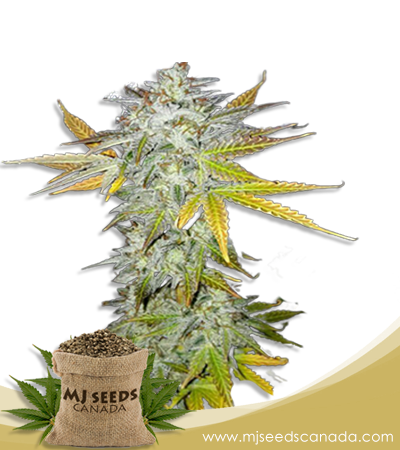 Lemon Pie Strain Marijuana Seeds Regular