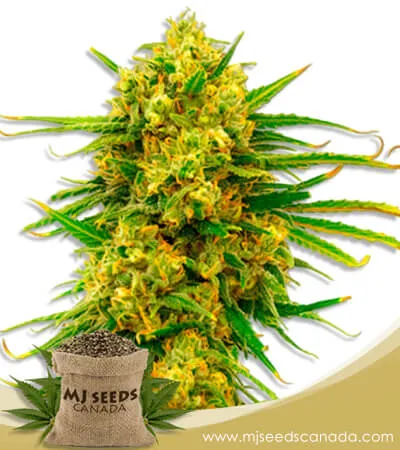 Lemon Tree Strain Feminized Marijuana Seeds Lemon Tree Strain Feminized Marijuana Seeds