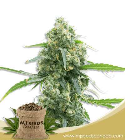 Lowryder Strain Autoflowering Marijuana Seeds