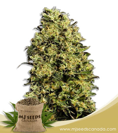 M8 Strain Feminized Marijuana Seeds