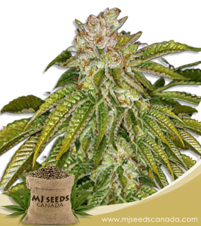 MK Ultra Strain Feminized Marijuana Seeds
