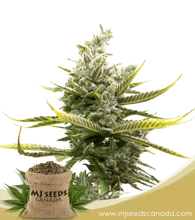 Magnum Strain Autoflowering Marijuana Seeds Magnum Strain Autoflowering Marijuana Seeds