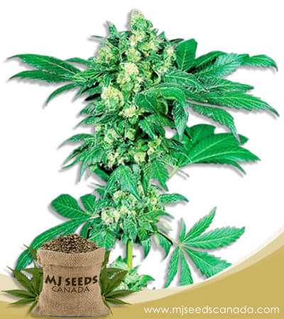 Maple Leaf Strain Feminized Marijuana Seeds