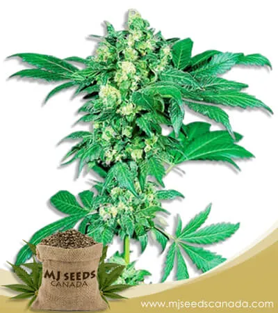 Maple Leaf Strain Feminized Marijuana Seeds Maple Leaf Strain Feminized Marijuana Seeds