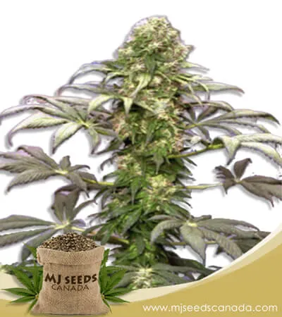 Matanuska Tundra Strain Feminized Marijuana Seeds