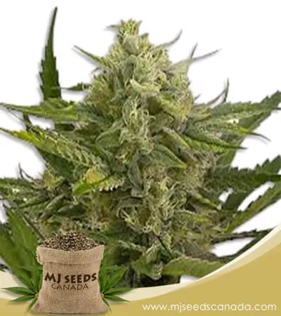 Moby Dick Strain Feminized Marijuana Seeds Moby Dick Strain Feminized Marijuana Seeds