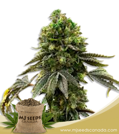 Moby Strain Regular Marijuana Seeds