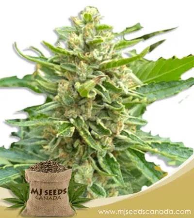 Mochalope Strain Feminized Marijuana Seeds Mochalope Strain Feminized Marijuana Seeds