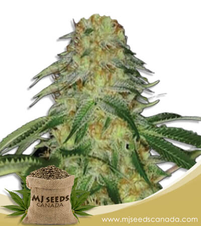 Monkey OG Strain Feminized Marijuana Seeds