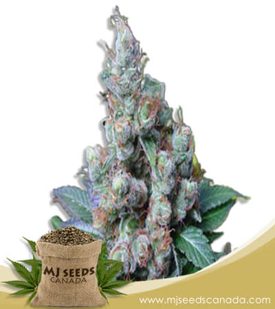 NYC Diesel Strain Feminized Marijuana Seeds