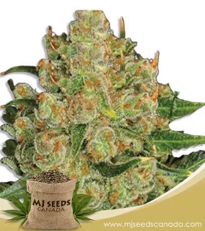 Northern Critical Strain Feminized Marijuana Seeds Northern Critical Strain Feminized Marijuana Seeds