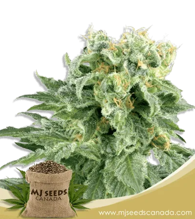 OG Kush Autoflowering Marijuana Seeds OG Kush Autoflowering Marijuana Seeds