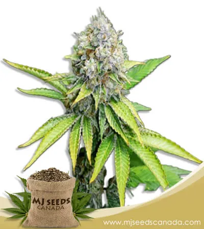 OG Kush Feminized Marijuana Seeds OG Kush Feminized Marijuana Seeds