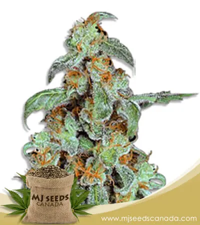 Orange Bud Strain Feminized Marijuana Seeds Orange Bud Strain Feminized Marijuana Seeds