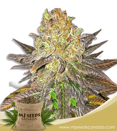 Oregon Peach Strain Feminized Marijuana Seeds Oregon Peach Strain Feminized Marijuana Seeds