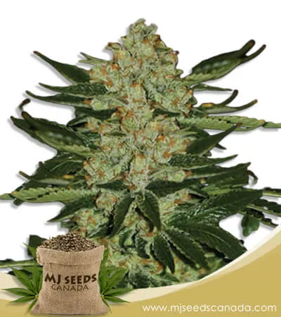 Oregon Underdawg Strain Feminized Marijuana Seeds Oregon Underdawg Strain Feminized Marijuana Seeds