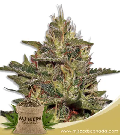 Original Cheese Strain Feminized Marijuana Seeds Original Cheese Strain Feminized Marijuana Seeds