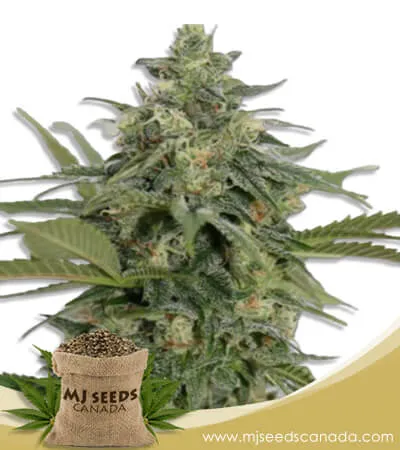 Original Lemon Pie Strain Feminized Marijuana Seeds Original Lemon Pie Strain Feminized Marijuana Seeds