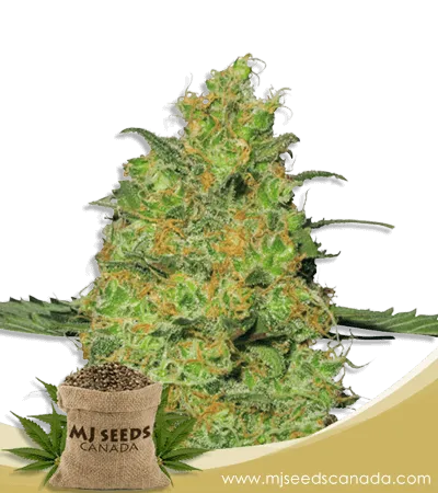Pineapple Strain Autoflowering Marijuana Seeds Pineapple Strain Autoflowering Marijuana Seeds
