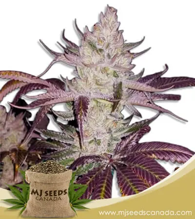 Platinum Cookies Strain Feminized Marijuana Seeds Platinum Cookies Strain Feminized Marijuana Seeds