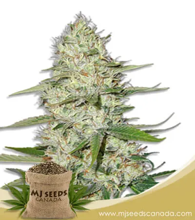 Power Plant Strain Feminized Marijuana Seeds Power Plant Strain Feminized Marijuana Seeds