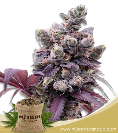 Purple Gelato Strain Feminized Marijuana Seeds