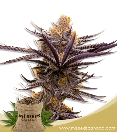 Purple Haze Autoflowering Marijuana Seeds Purple Haze Autoflowering Marijuana Seeds