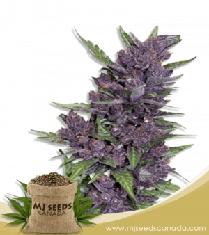 Purple Kush Autoflowering Marijuana Seeds