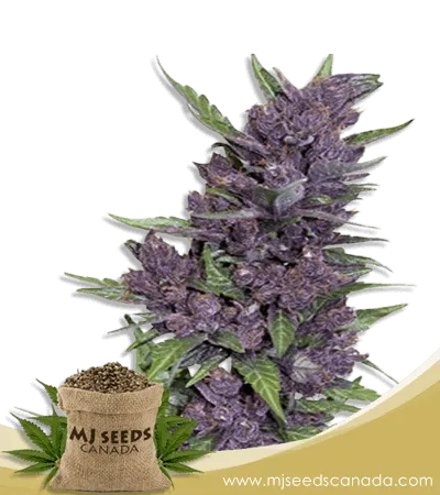 Purple Kush Autoflowering Marijuana Seeds Purple Kush Autoflowering Marijuana Seeds