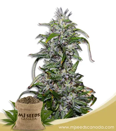 Purple Star Killer Strain Feminized Marijuana Seeds