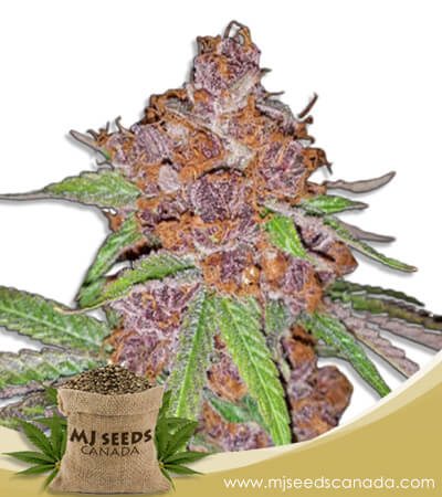 Purple Urkle Strain Feminized Marijuana Seeds