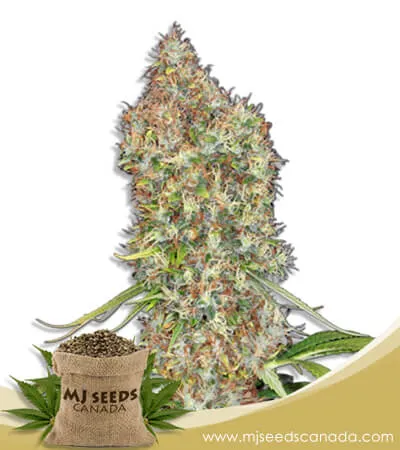 Rosenthal Strain Feminized Marijuana Seeds Rosenthal Strain Feminized Marijuana Seeds