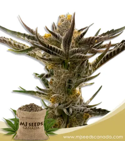 Shiskaberry Kush Feminized Marijuana Seeds Shiskaberry Kush Feminized Marijuana Seeds