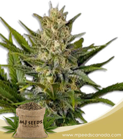 Skunk Feminized Marijuana Seeds