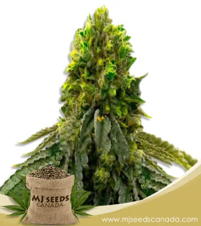 Snow Ripper Strain Feminized Marijuana Seeds Snow Ripper Strain Feminized Marijuana Seeds