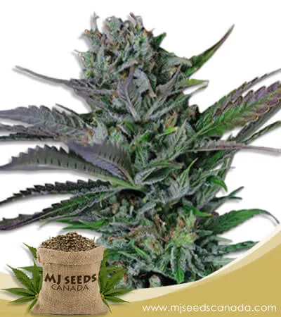 Somango Strain Feminized Marijuana Seeds Somango Strain Feminized Marijuana Seeds