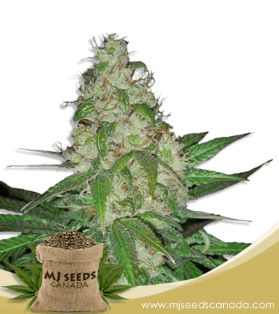 Sour Diesel Strain Autoflower Marijuana Seeds