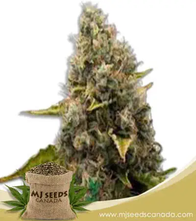 Sour Kush Feminized Marijuana Seeds