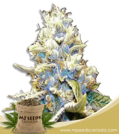 Star Killer Strain Feminized Marijuana Seeds