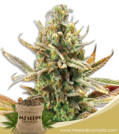Super Critical Strain Feminized Marijuana Seeds Super Critical Strain Feminized Marijuana Seeds