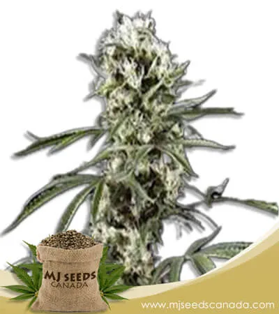 Super Lemon Haze Feminized Seeds Super Lemon Haze Feminized Seeds
