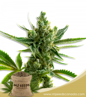 CBS Super Silver (1:1) Marijuana Seeds