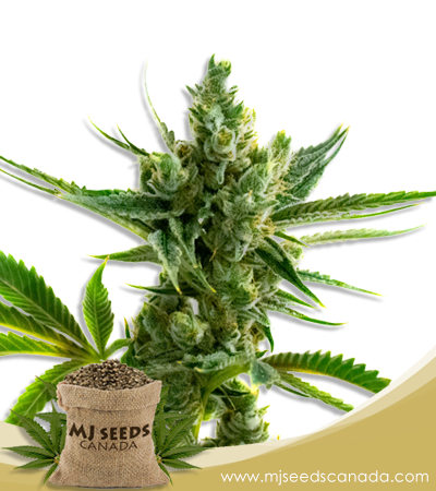 CBS Super Silver (1:1) Marijuana Seeds