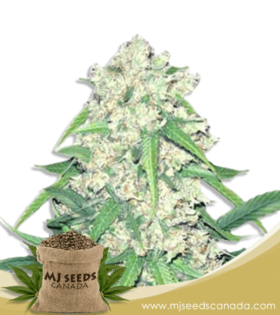 Super Silver Haze Autoflowering Marijuana Seeds