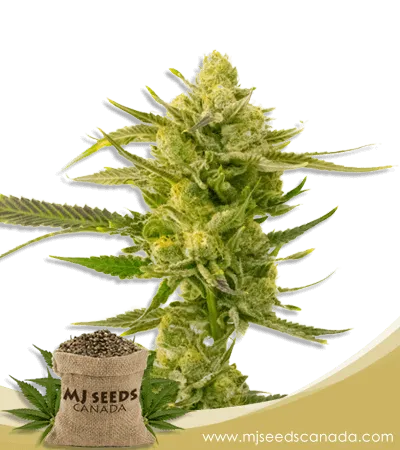 Super Skunk Strain Autoflowering Marijuana Seeds Super Skunk Strain Autoflowering Marijuana Seeds