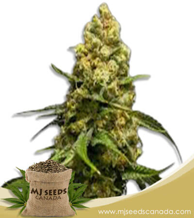 Super Skunk Strain Feminized Marijuana Seeds